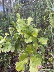 Quercus chapmanii