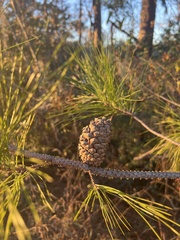Pinus clausa