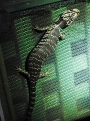 Cyclodomorphus gerrardii