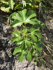 Jatropha gossypiifolia
