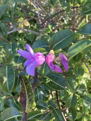 Cryptostegia