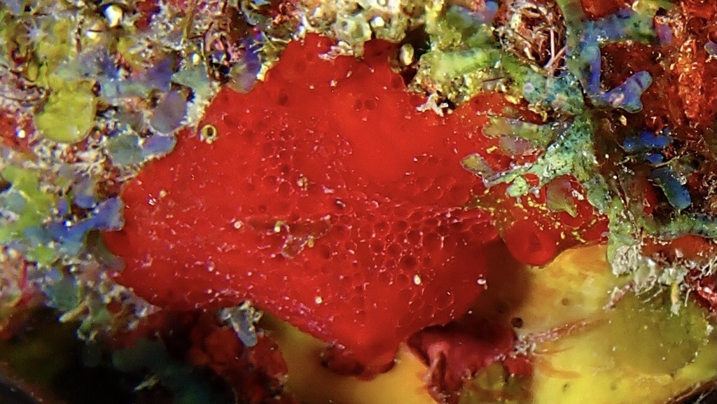 Red Sieve Encrusting Sponge