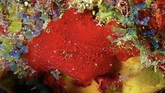 Phorbas amaranthus