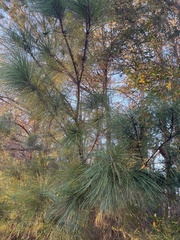 Pinus glabra