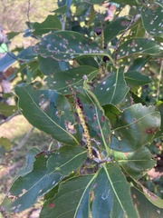 Coccoloba diversifolia