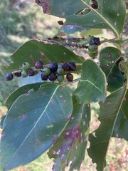 Coccoloba diversifolia