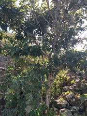 Coccoloba diversifolia