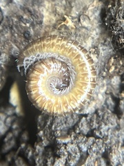 Cleidogona
