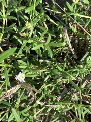 Spermacoce verticillata