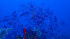 Macrorhynchia clarkei