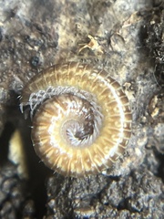 Cleidogona