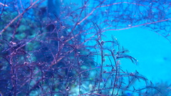 Macrorhynchia clarkei