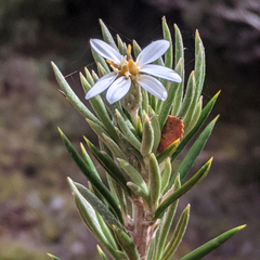 Olearia pinifolia