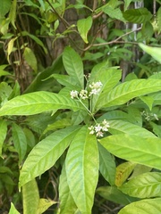 Psychotria nervosa
