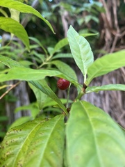 Psychotria nervosa