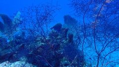 Macrorhynchia clarkei