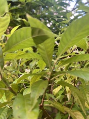 Psychotria nervosa