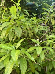 Psychotria nervosa