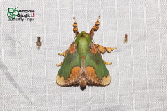 Parasa pastoralis