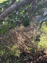 Crescentia cujete