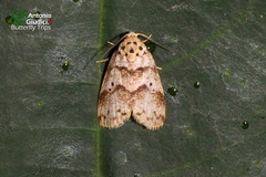 Eugoa basipuncta