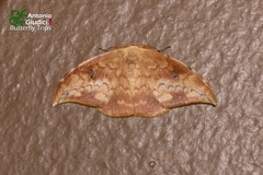 Strepsigonia quadripunctata