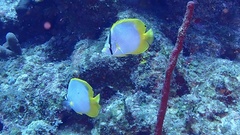 Chaetodon ocellatus