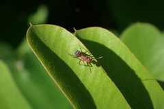 Camponotus rectangularis