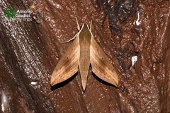 Theretra sumatrensis