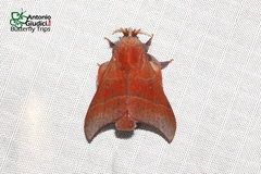 Odonestis