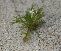 Cakile lanceolata