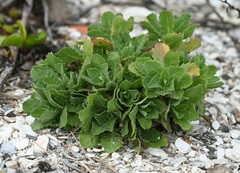 Rayjacksonia phyllocephala