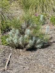 Pinus canariensis