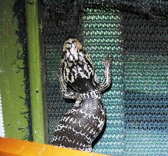 Cyclodomorphus gerrardii