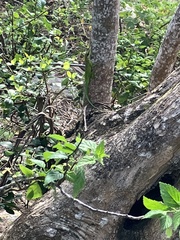 Anolis lividus