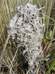 Crematogaster parapilosa