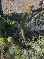 Bergerocactus emoryi