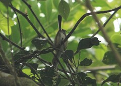 Ramphocaenus melanurus