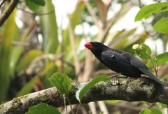 Saltator fuliginosus