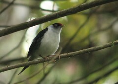 Ilicura militaris
