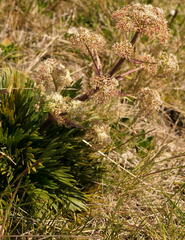 Aciphylla glacialis