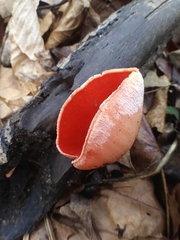 Sarcoscypha austriaca