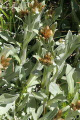 Argyrotegium fordianum