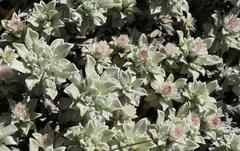 Ewartia nubigena