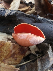 Sarcoscypha austriaca