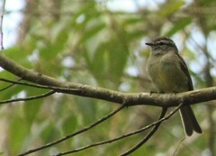 Phyllomyias fasciatus