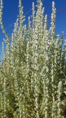 Sclerolaena birchii