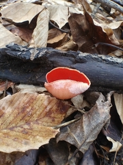 Sarcoscypha austriaca