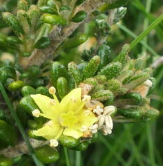 Asterolasia trymalioides