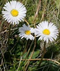 Brachyscome decipiens